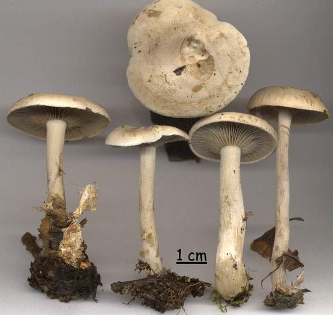 Clitocybe inornata